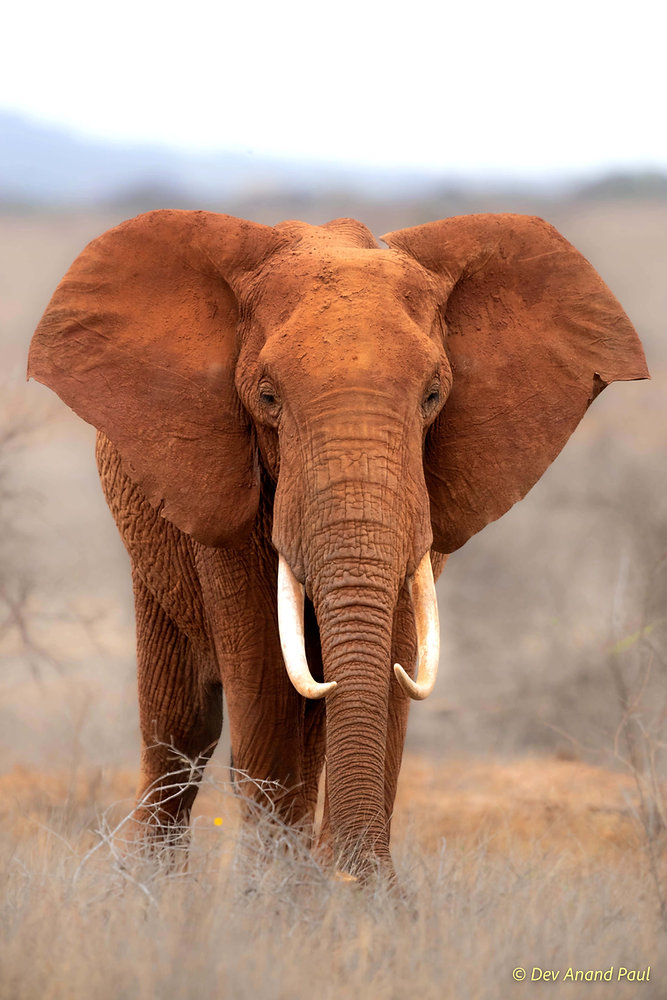 Tsavo Red Elephants